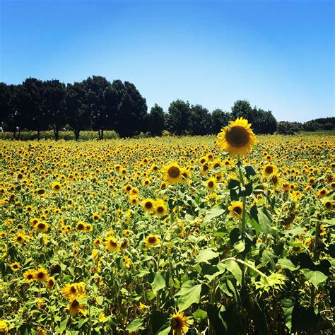 Sunflower farm - Dalton Farms. 660 Oak Grove Rd, Swedesboro, NJ 08085. Dalton Farms, located in Gloucester County, has a pick-your-own sunflower field that is open Aug. 26 through Oct. 8, from 10 a.m. through 6 p ...